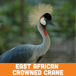 East African Crowned Crane
