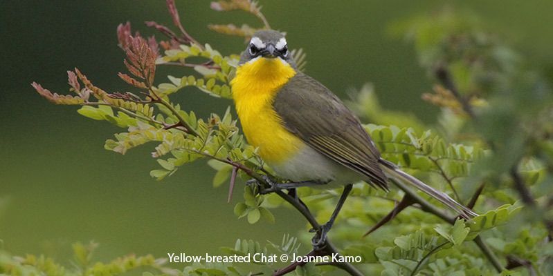 Yellow-breasted Chat