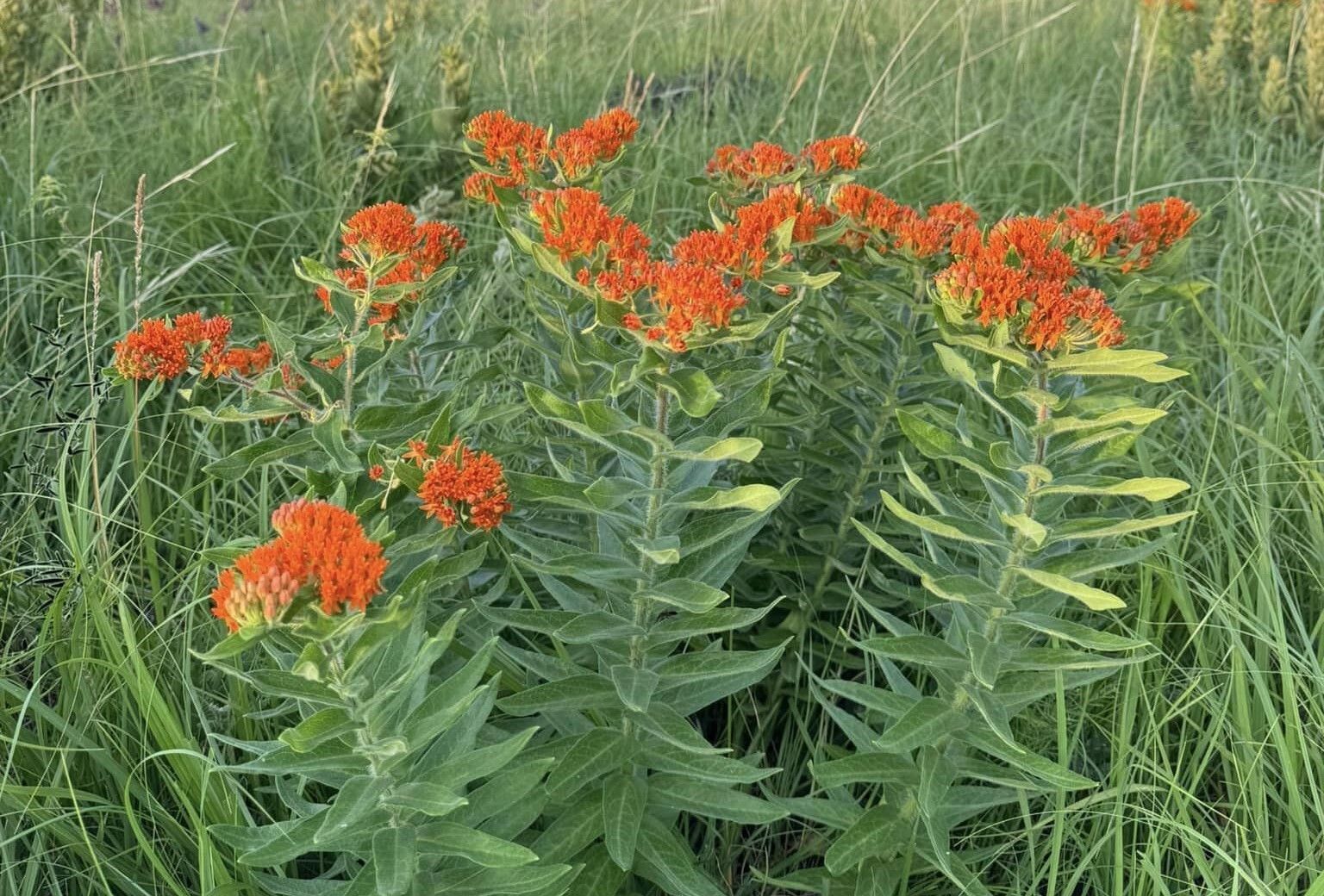 The images shows orange butterfly milkweed in a prairie setting. 