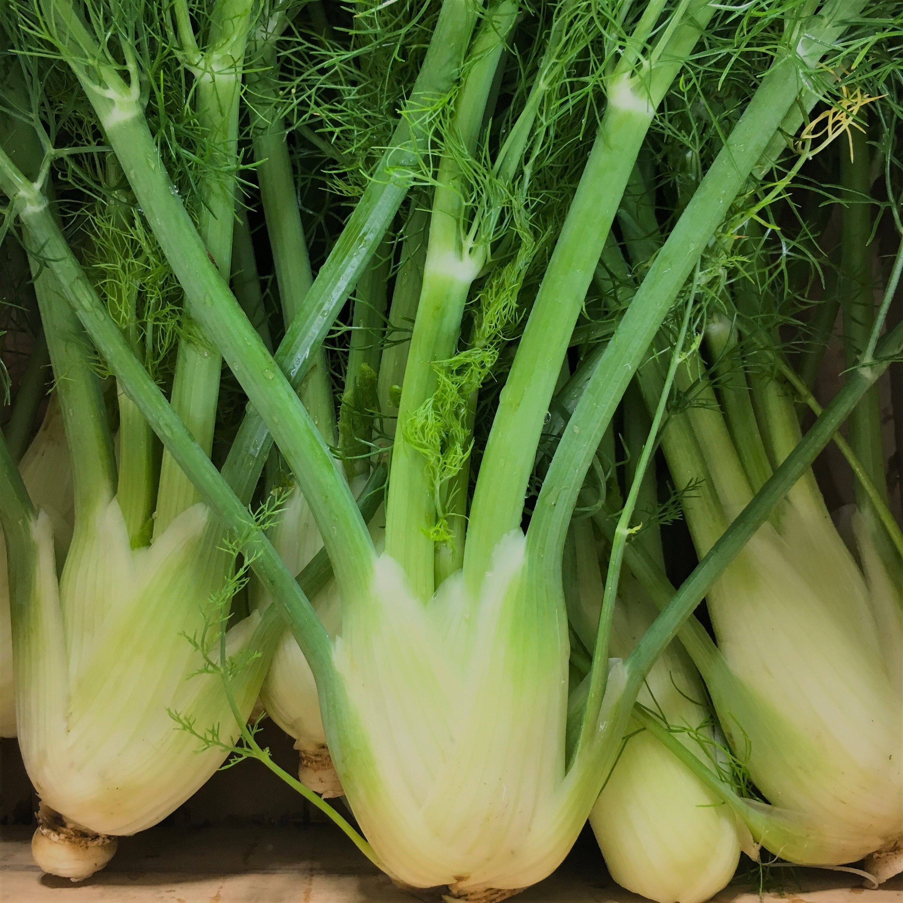 Fennel