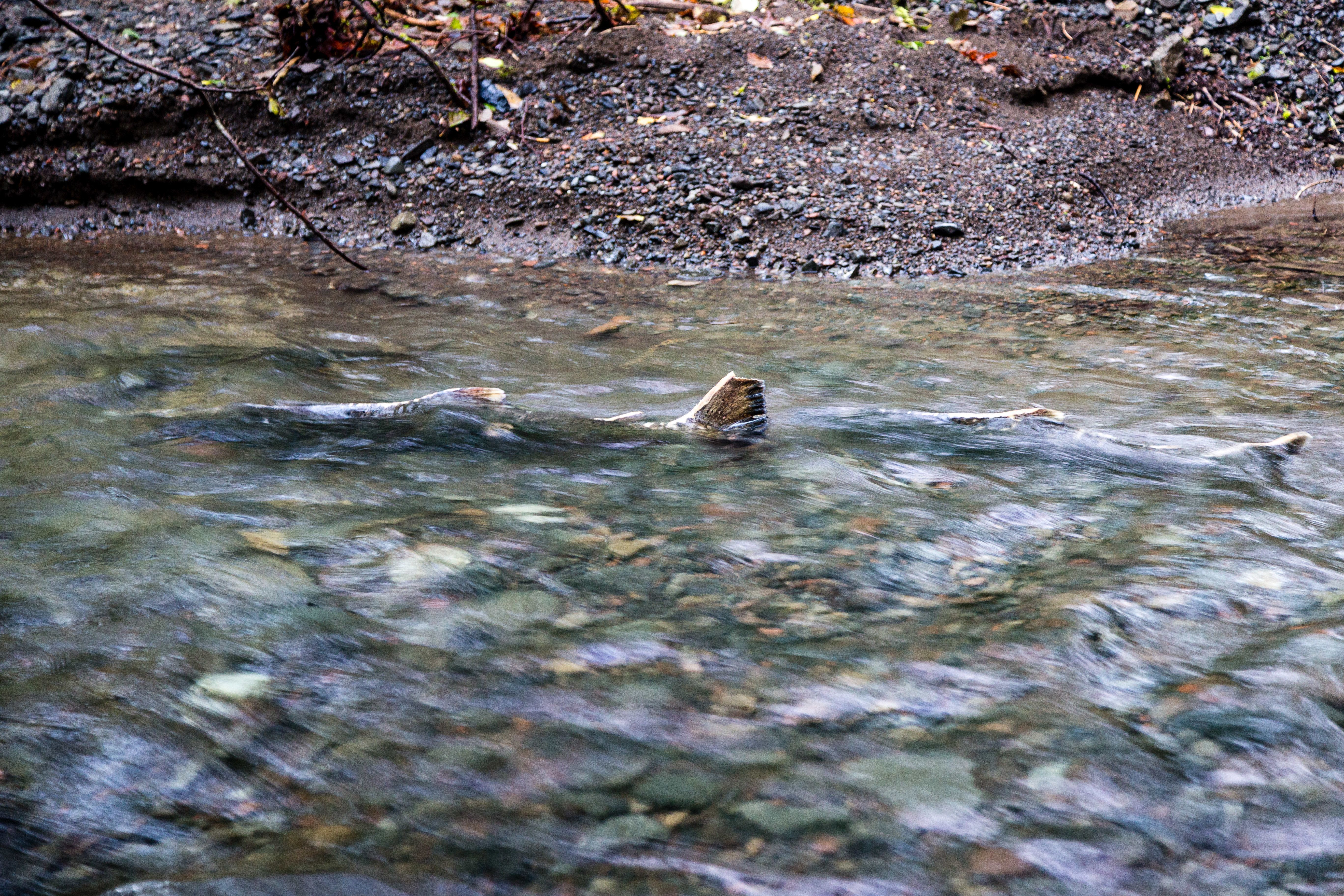 Bringing salmon back to Bear Creek Restoration creates widespread impact in the Elk River Watershed