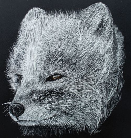 Arctic Fox