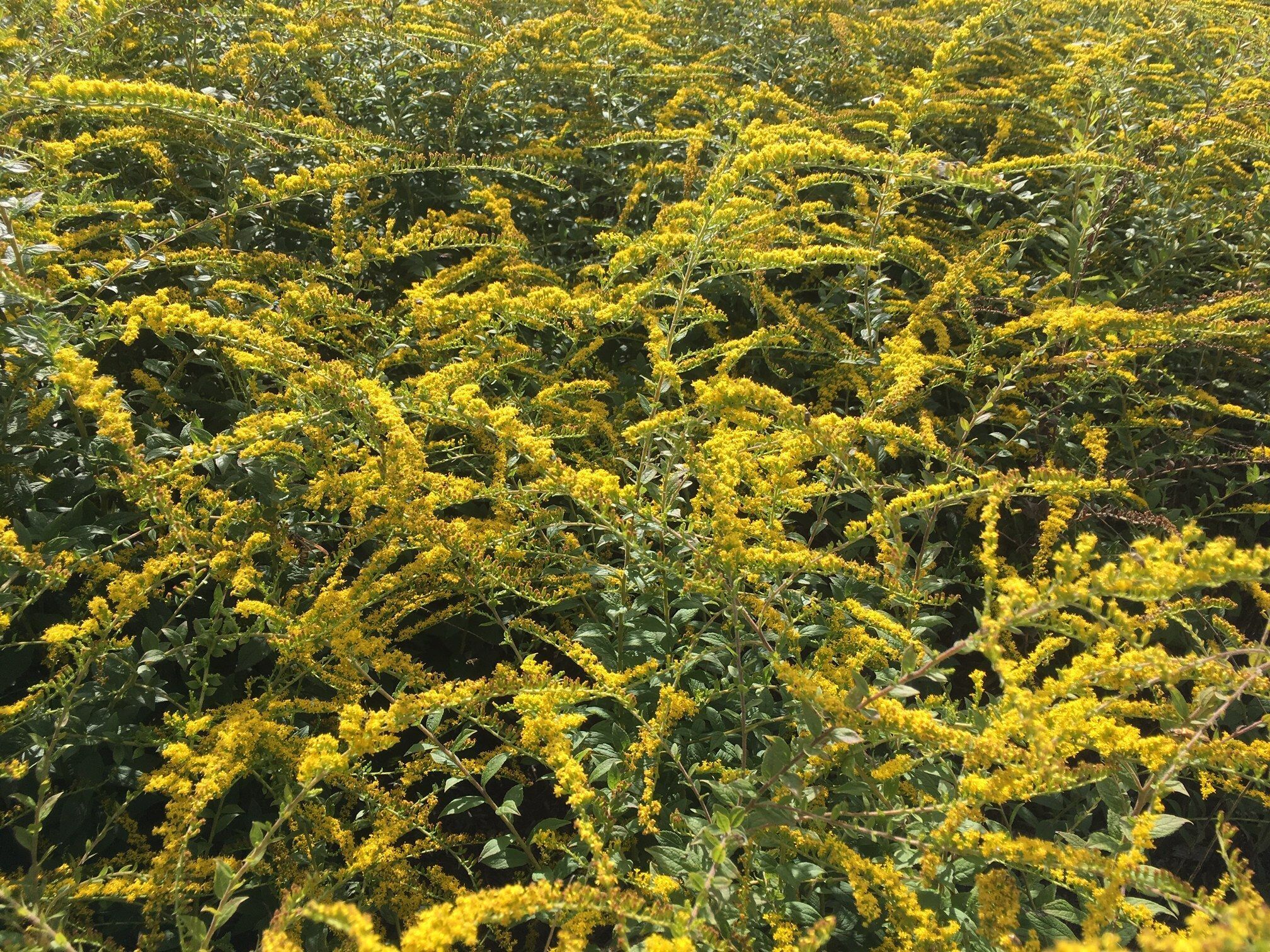 Solidago rugosa 'Fireworks' is a cultivar from a native goldenrod plant.