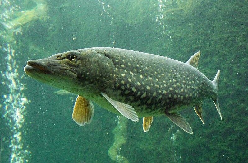 Northern Pike