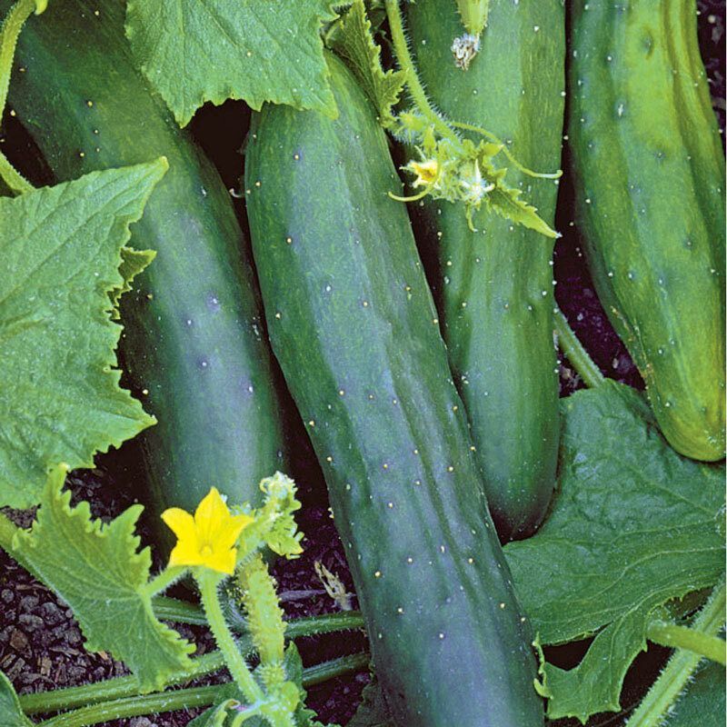 Cucumbers
