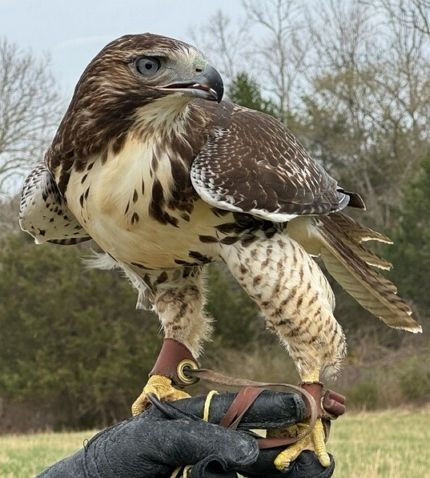 Red Tailed Hawk On Glove