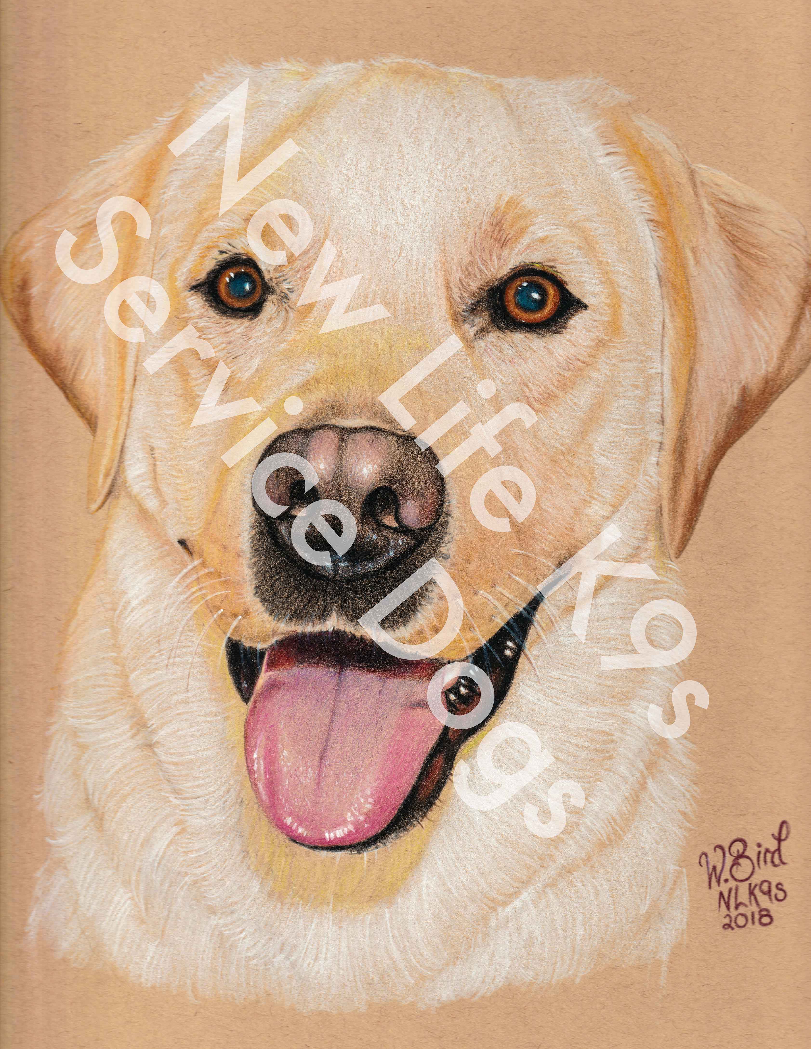 Eddie the Labrador