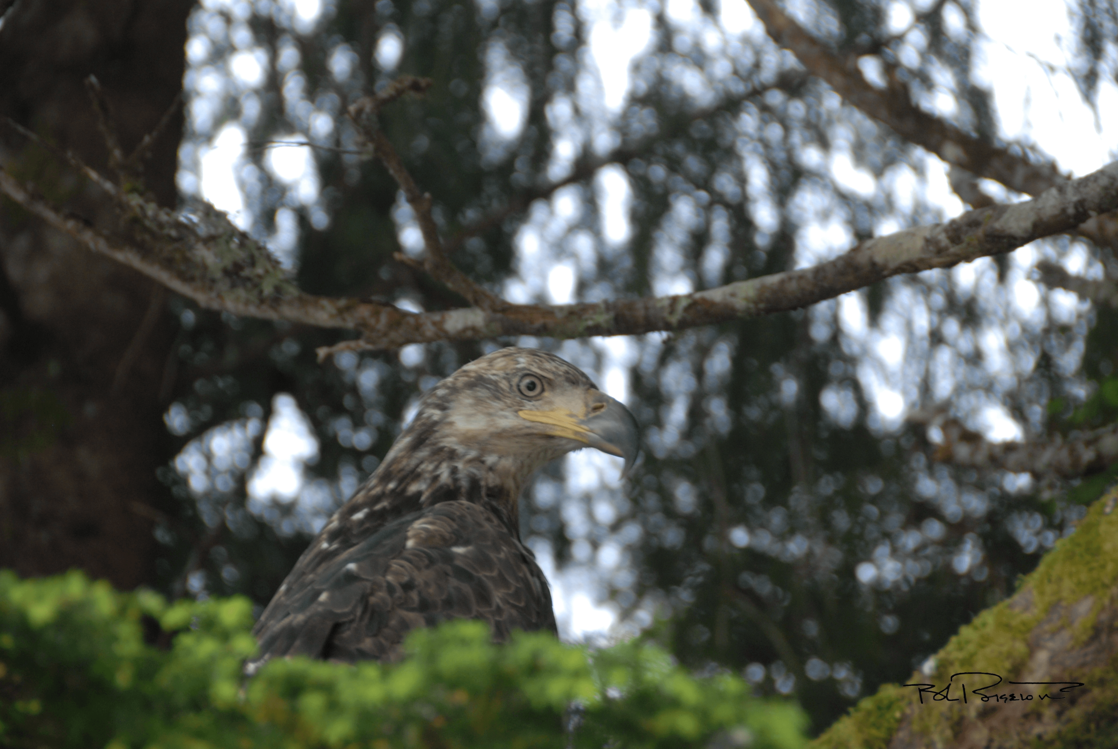 Immature Eagle Head Shot