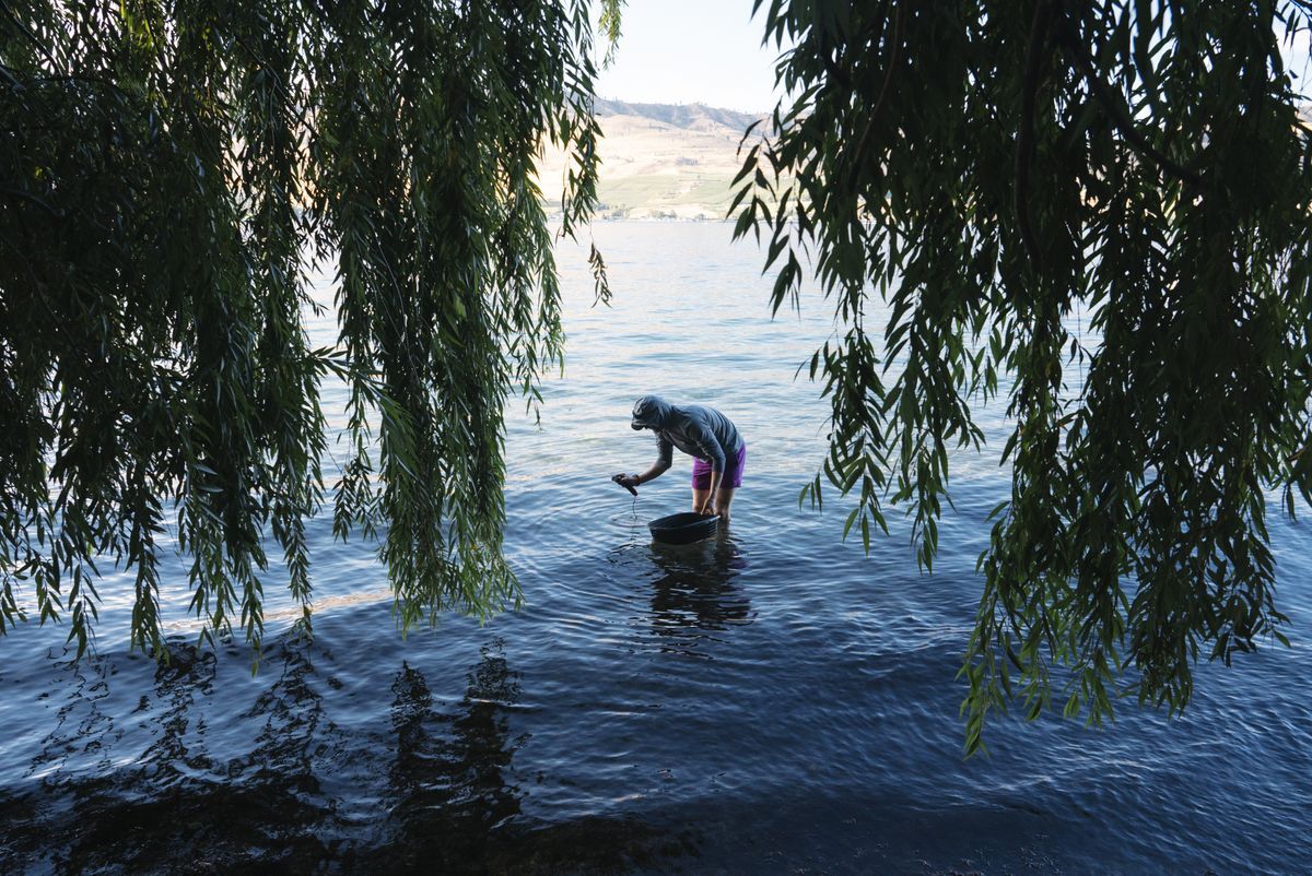 Picture of a male taking samples out of Lake Chelan while standing in the lake.