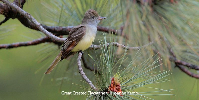 Great Crested Flycatcher