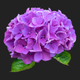 hydrangea