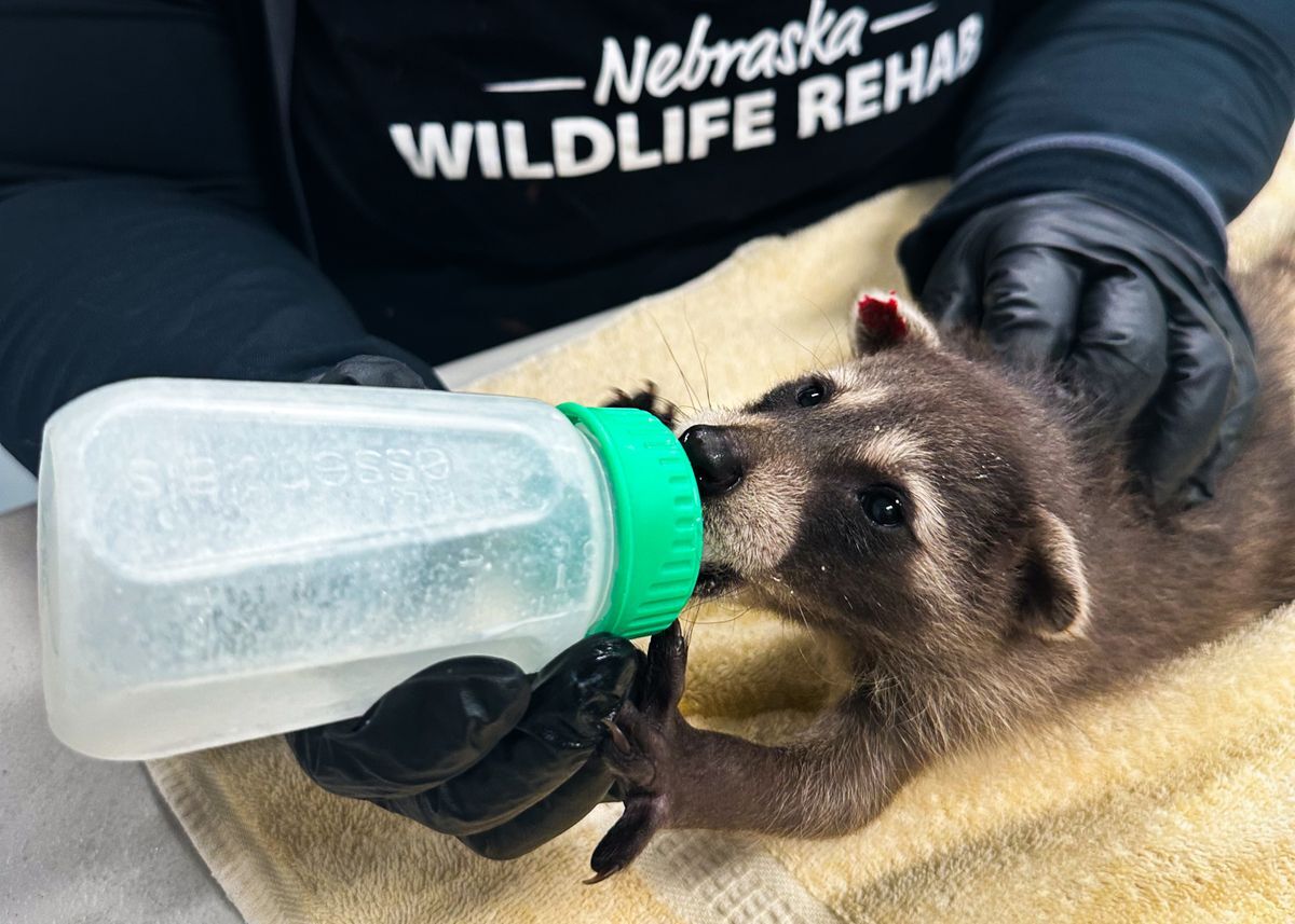 raccoons nebraska wildlife rehab