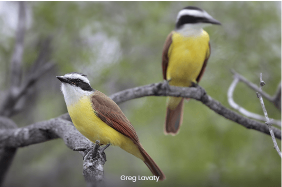 Great Kiskadee
