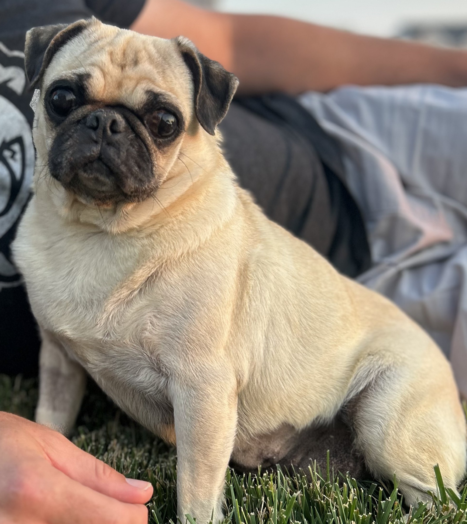Sally - ADOPTION PENDING