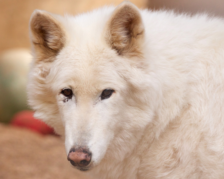 Beloved Koda the Arctic Wolf