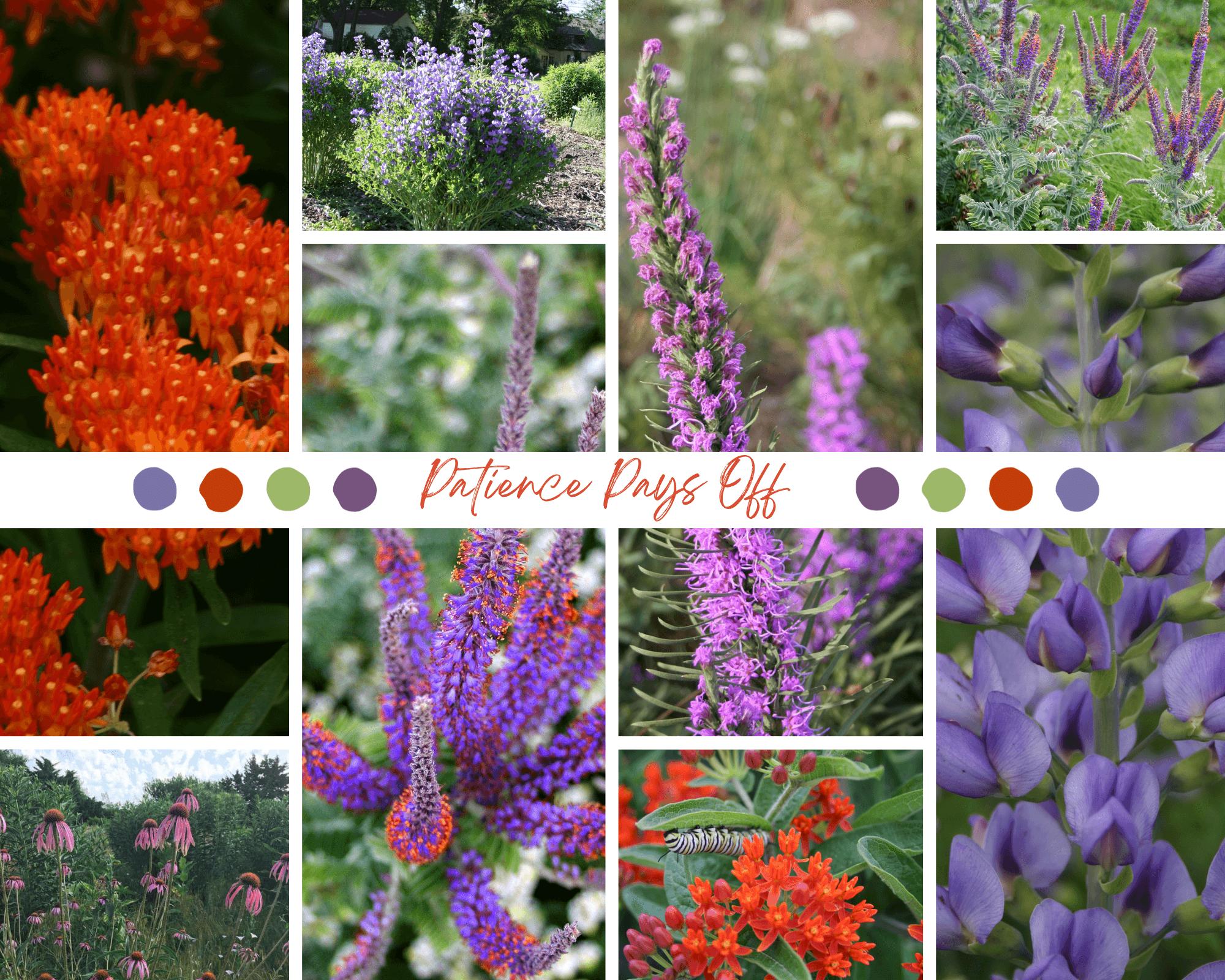 Butterfly milkweed, pale purple coneflower, leadplant, dotted gayfeather and dwarf blue indigo require patience after planting, but their blooms are worth the wait. 