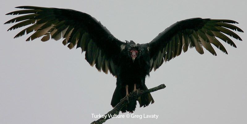 Turkey Vulture