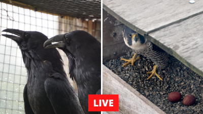 Audubon LIVE Bird Cams