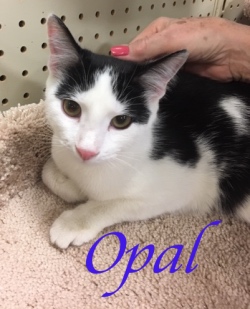 Opal adopted 21719