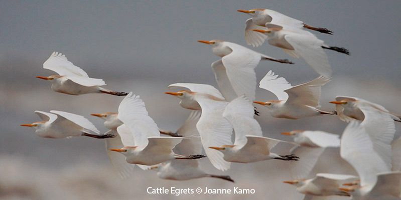 Cattle Egret 