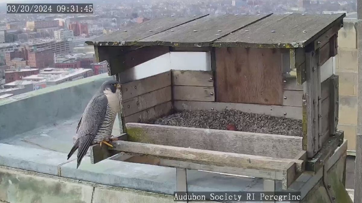 Watch: Peregrine Falcon Cam | Providence, RI | Audubon Society of Rhode ...