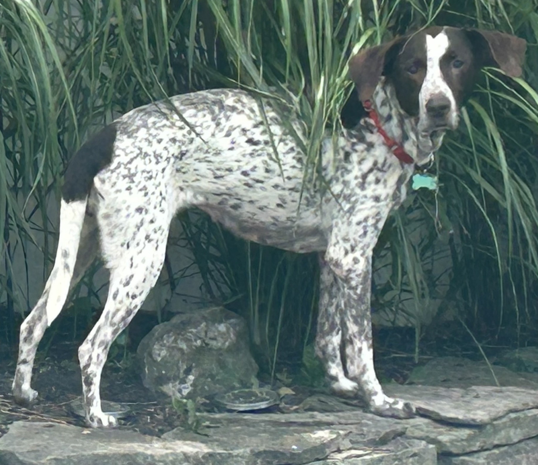 Quinn - ADOPTED