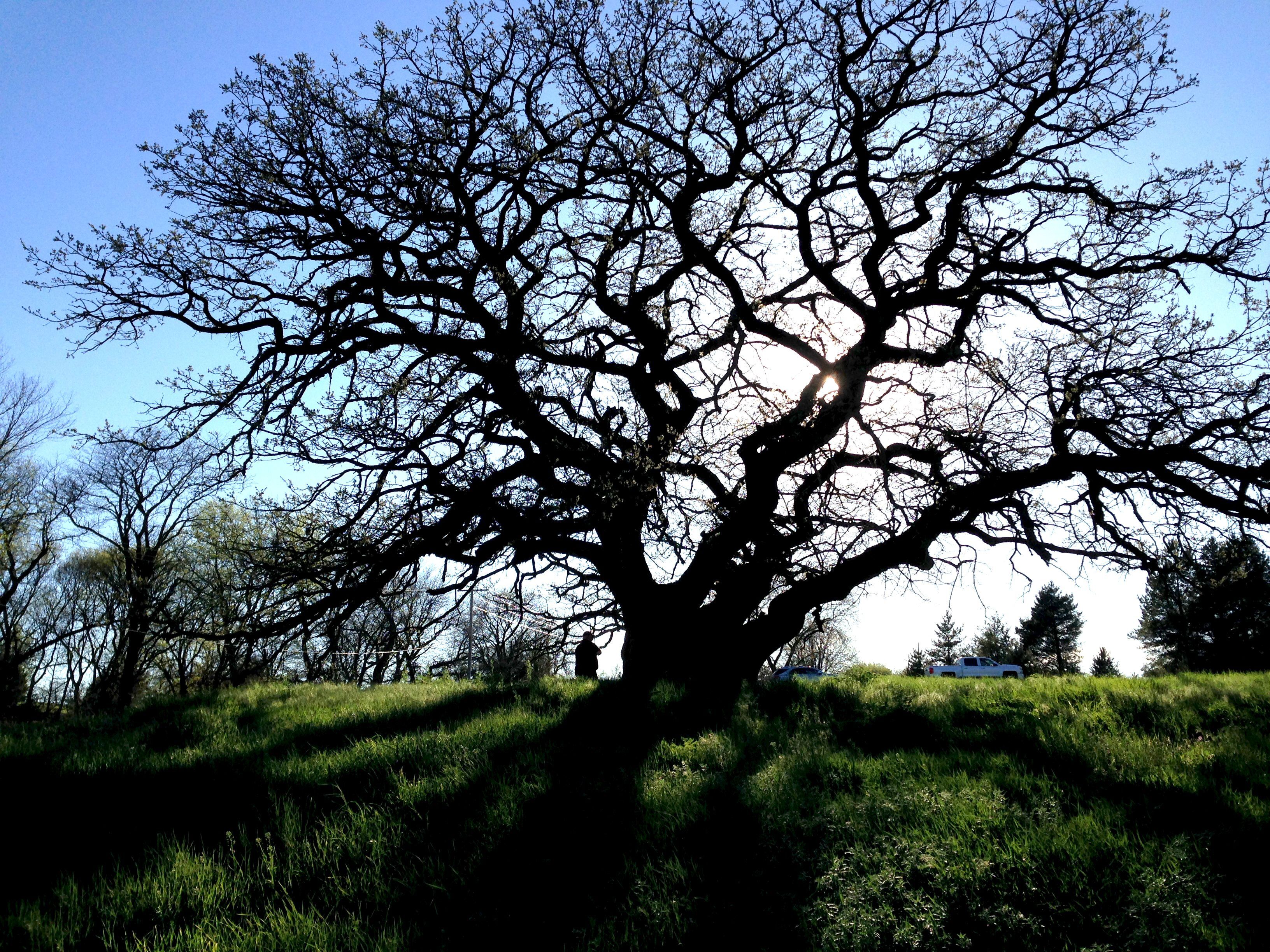 A Burr Oak tree stands backlit against a blue sky in spring. 