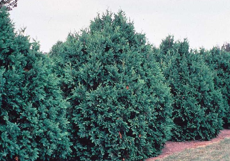 Eastern White Cedar - Sapling (2'-4')