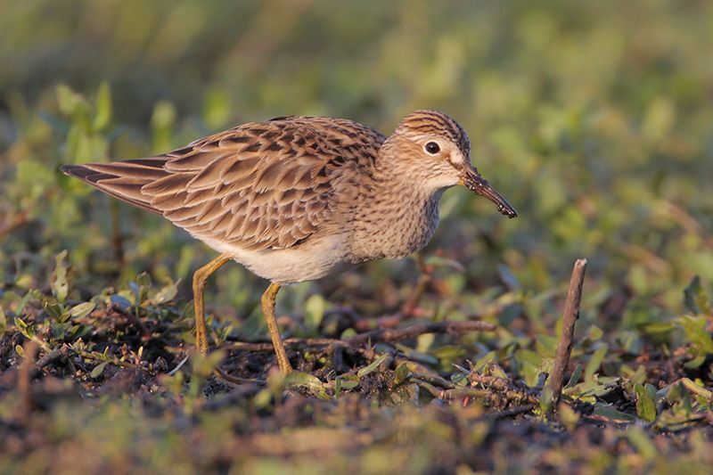 Willet
