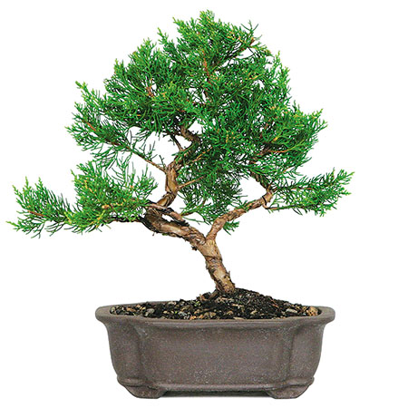 Bonsai Society Members' Workshop