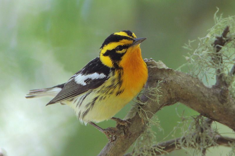 Blackburnian Warbler