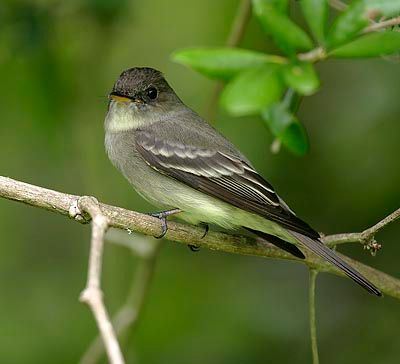 Eastern Wood-Pewee