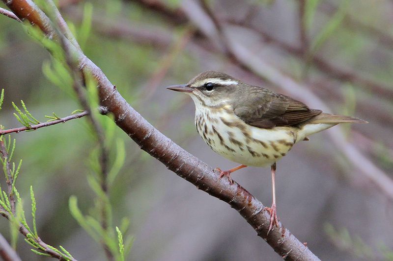 Louisiana Waterthrush