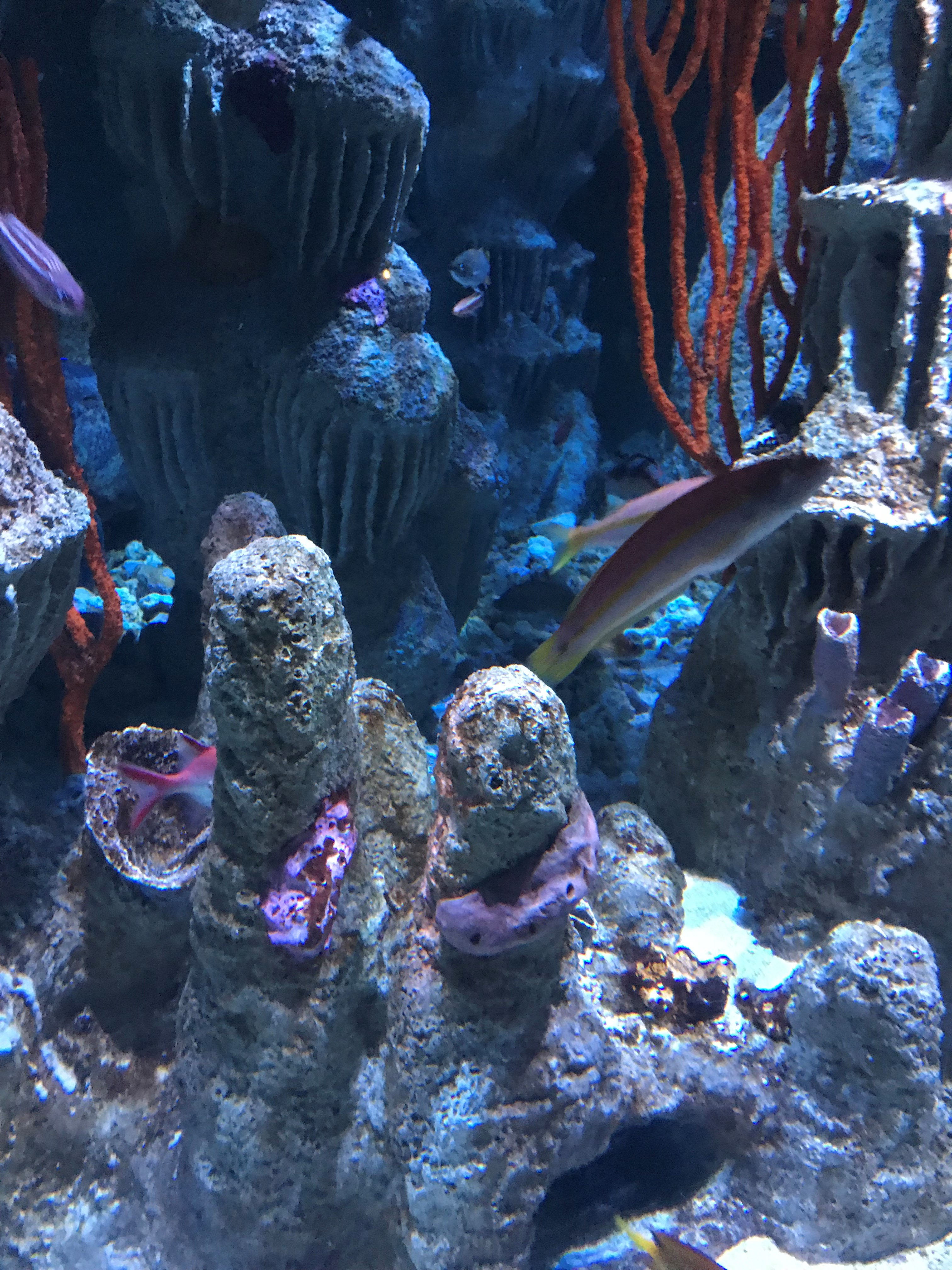 More Than Just a Trip to the Aquarium