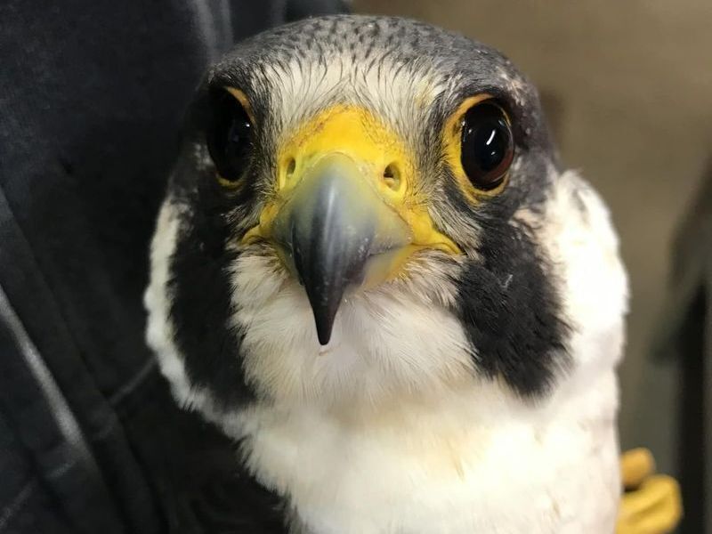 Close up picture of peregrine falcon in care