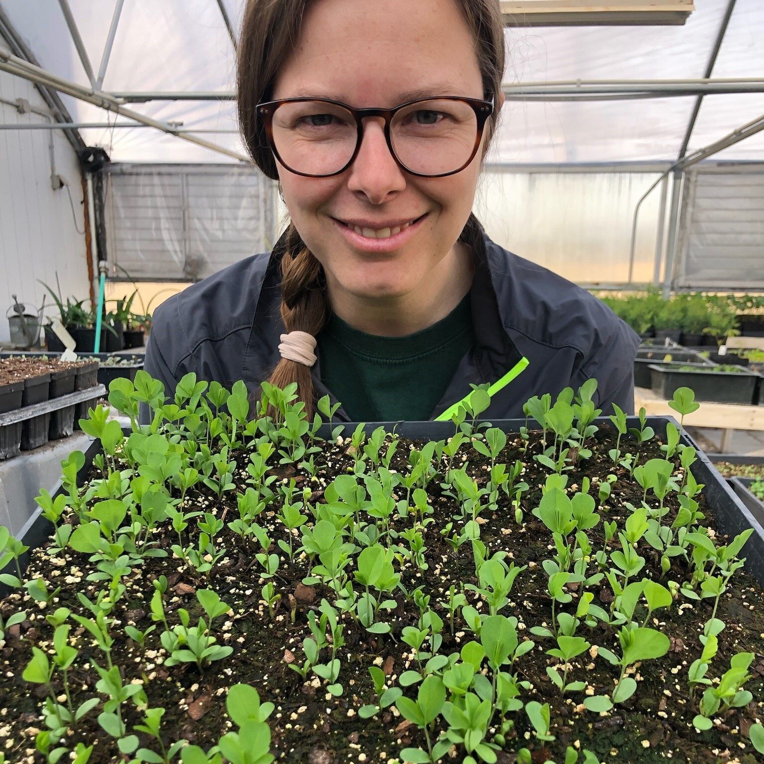 A female volunteer holds a flat of small seedlings in the greenhouse.