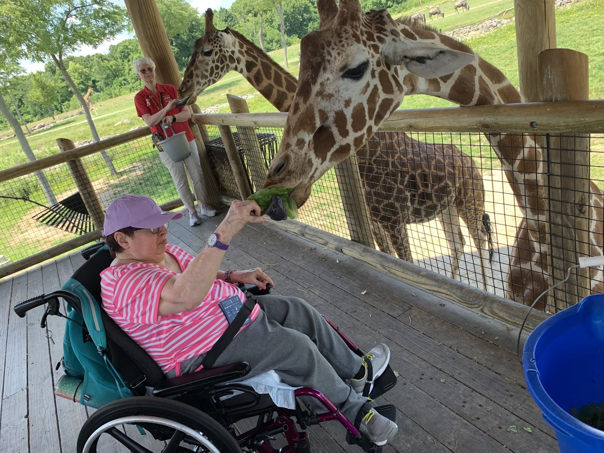 At the Zoo, feeding a giraffe