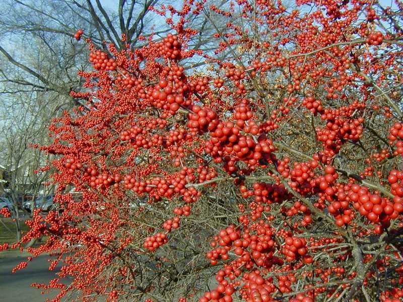 Winterberry - Pack of 25 Seedlings (12"-18")
