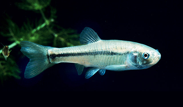 Fathead Minnow (100 pack)