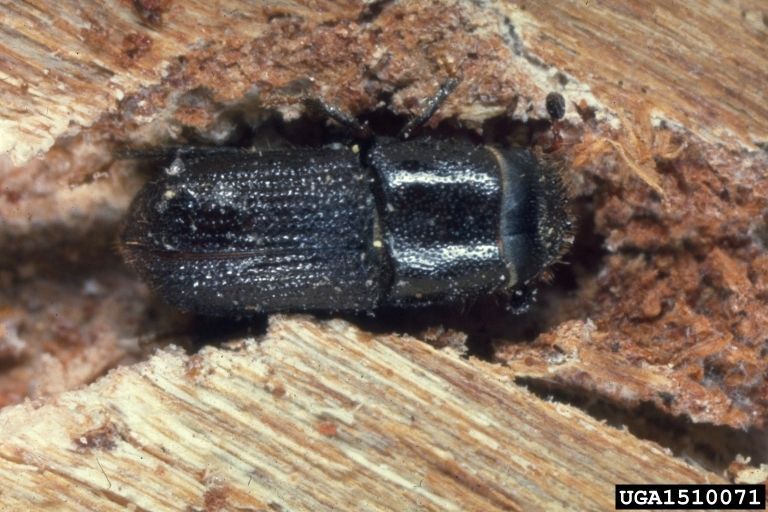 Minimizing Impacts of Southern Pine Beetle