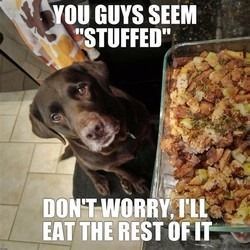 Meme of a dog staring at a baking dish full of stuffing on the counter top that states, "You guys seem 'stuffed.' Don't worry; I'll eat the rest of it."