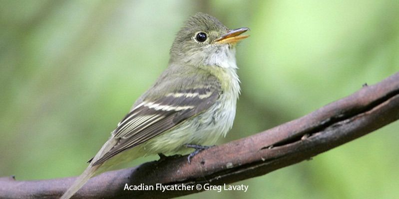 Acadian Flycatcher