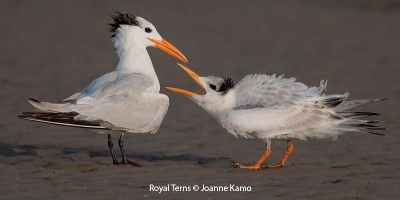 Royal Terns