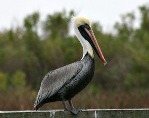 Beak of the Week: Brown Pelican