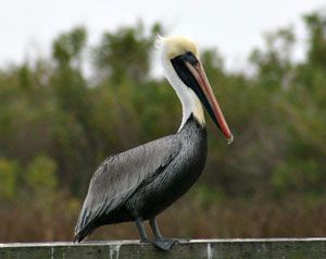 Brown Pelican Bird Gallery Houston Audubon