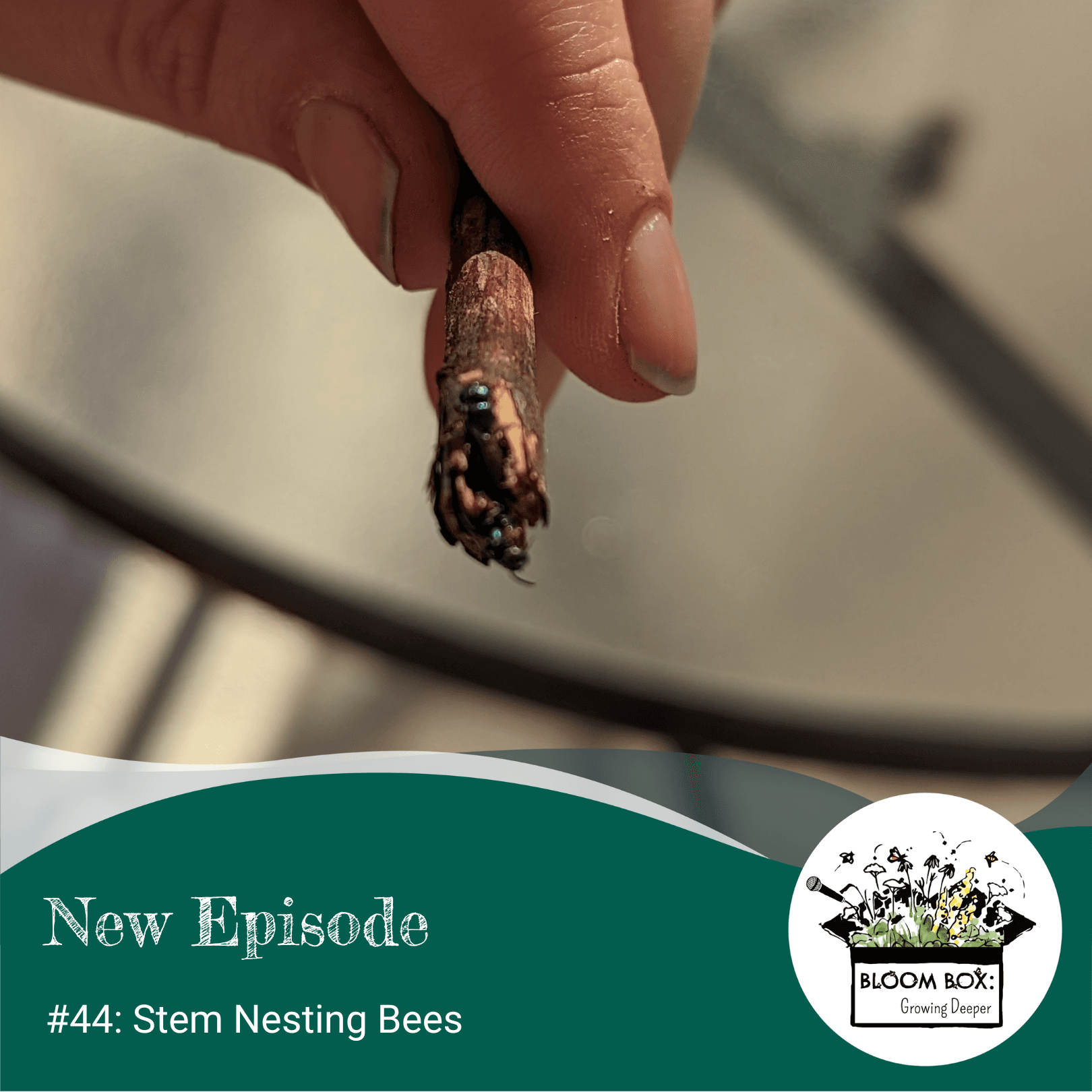 two tiny, metallic bees emerging from the end of a hollow plant stem