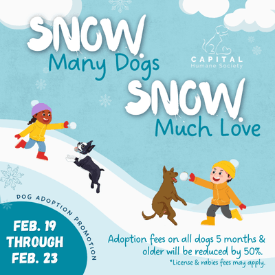 Snow Many Dogs Adoption