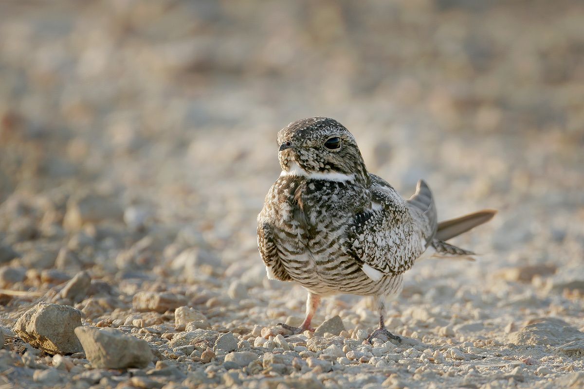 Common Nighthawk