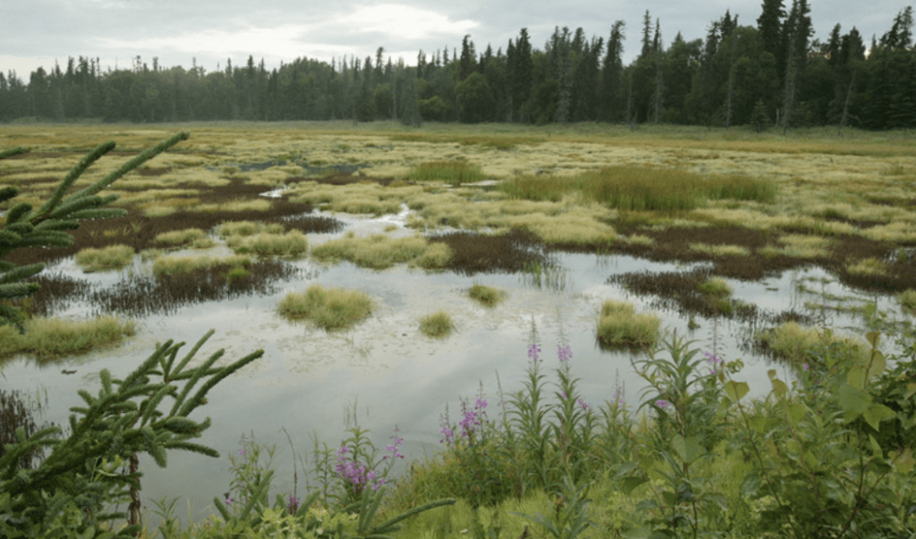 large bog with peat mounds and purple flowers