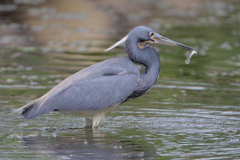 Tricolored Heron